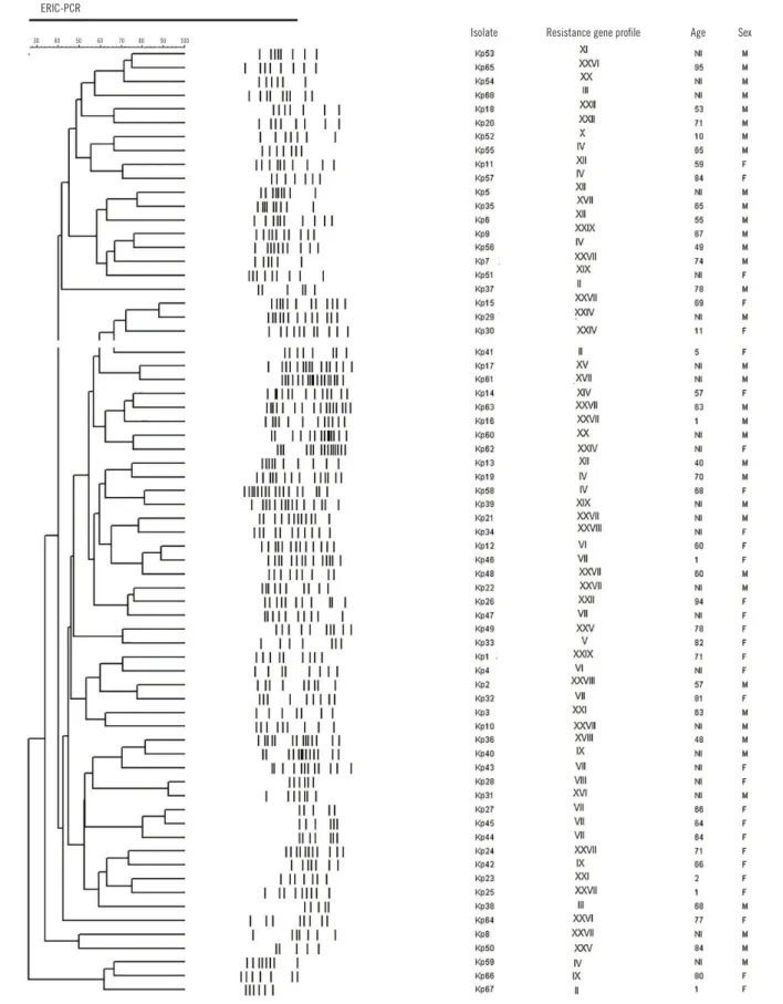 FIGURE 3  − Molecular typing of K. pneumoniae isolated by ERIC-PCR. The dendogram was built with the Bionumerics software 6.6 (Applied Maths) based on the Dice similarity coefficient  and by means of the UP-GMA (27)