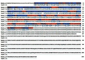 FIGURE 1  − Proto-oncogene tyrosine protein kinase receptor RET – model – template  alignment