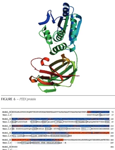 FIGURE 6  − PTEN protein