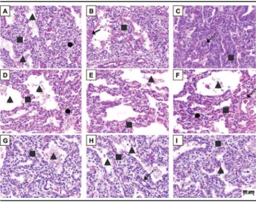 FIGURE  − Photomicrograph of groups 
