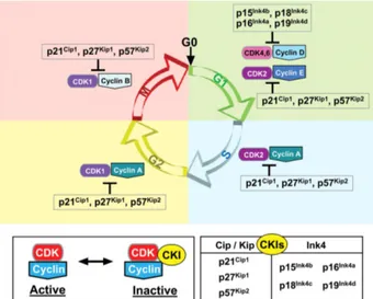 Figure I.4 - Cell cycle regulation by cyclins, CDK and CDK inhibitors. Progression through the four phases  of cell cycle is regulated by the activation of protein complexes formed between cyclins (D-, E-, A- and B-type)  and cyclin-dependent kinases (CDK4