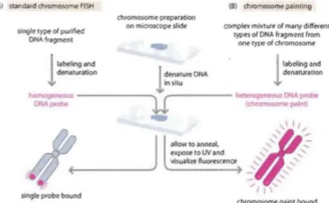 Figure  1  -  Basis  of  the  chromosome  FISH  and  chromosome  painting  methods  (in  Read,A., Strachan, T