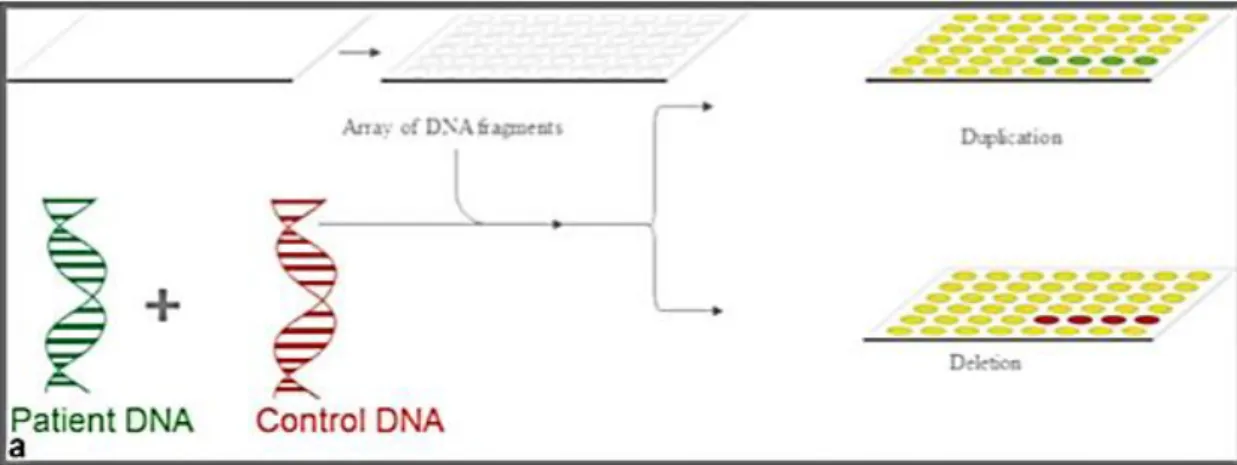 Figure  2  -  aCGH scheme:  test  and  reference  DNA are labelled  with  different  fluorochromes