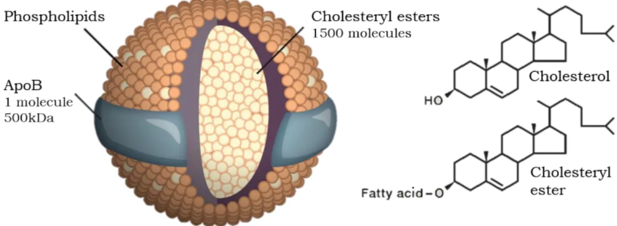 Figure 1.1. LDL, a cholesterol transporter. LDL is a spherical particle with 220 nm of diameter and  a mass of 3000 kDa