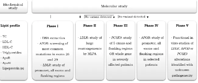 Figure 1.6. Portuguese FH Study phases, comprehending the biochemical and the several phases  of the molecular study