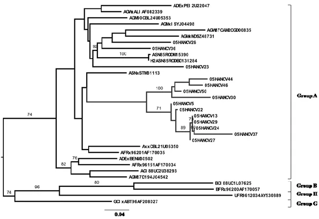 FIGURE 5.5 - Genetic groups and evolutionary relationships of the HIV-2 viruses sequenced in this study based  on maximum likelihood phylogenetic trees of C2V3C3 env gene region