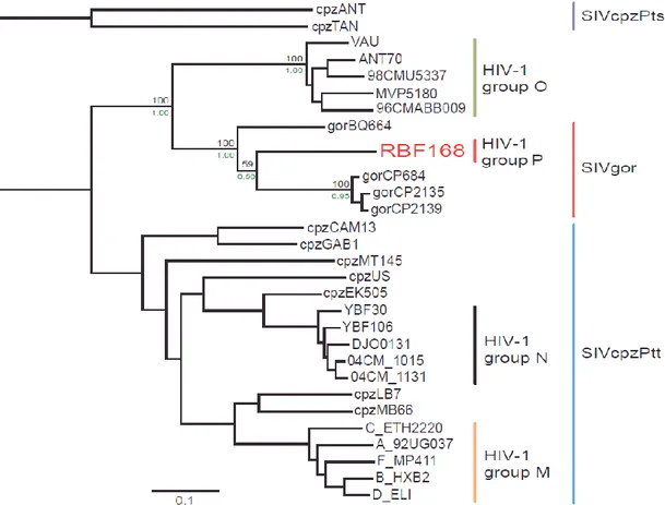 Figure 1.1 - Evolutionary relationship between the HIV-1 different groups. The unique isolate of HIV-1 group P  is shown in red letters