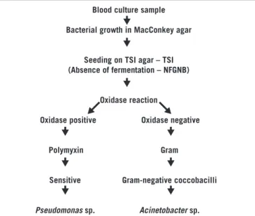 figurE 1  − Simplified flowchart of isolation and identification of the main NFGNB in  hospital blood cultures