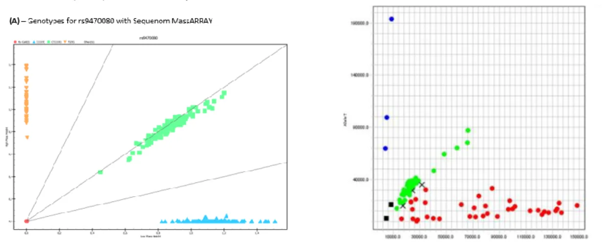 Fig. 4 - Examples of genotyping results obtained with (A) Sequenom MassARRAY (B) TaqMan 5-nuclease assay