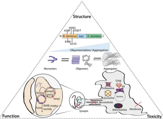 Figure 3. Relation between aSyn structure, function and toxicity. As shown, the six pathological mutations  of aSyn identified so far are located at the N-terminal