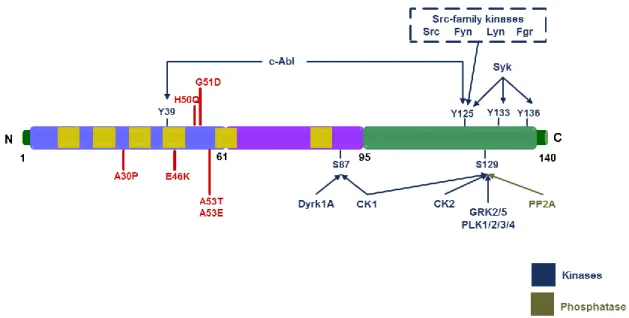 Figure 4. Illustration of the various residues that can be phosphorylated in aSyn. The three regions in which  the protein is typically divided are reported