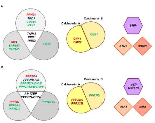 Figure  6.  Schematic  representation  of  genes  encoding  the  proteins  involved  in  the  screening  (A)  in  S