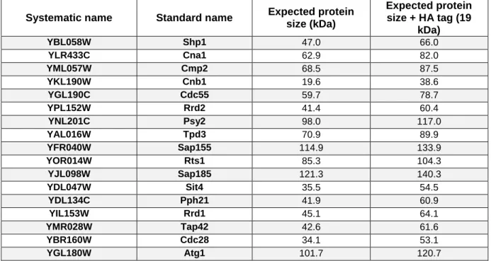Table 5. Expected proteins sizes of the kinases and phosphatases under study. 