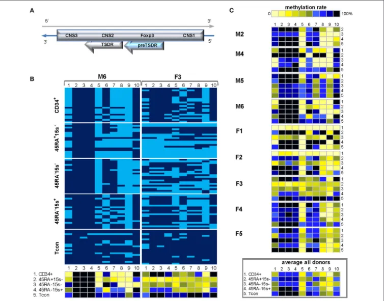 FIGURE 5 | Methylation pattern of FOXP3 preTSDR region. CpG positions 1, 5, 8, and 9 within FOXP3 preTSDR show a certain degree of hypomethylation in CD34 + cells and Treg subtypes as compared to Tcon cells