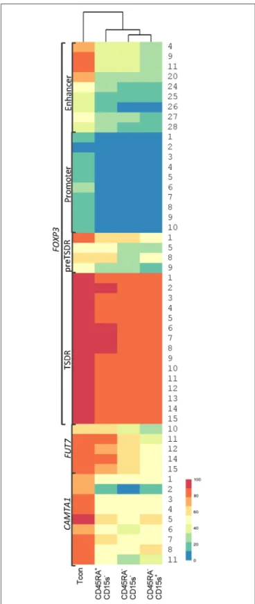 FIGURE 7 | Hierarchical clustering of Tcon and Treg (CD45RA + CD15s − , CD45RA − CD15s − , and CD45RA − CD15s + ) subtypes based on average methylation