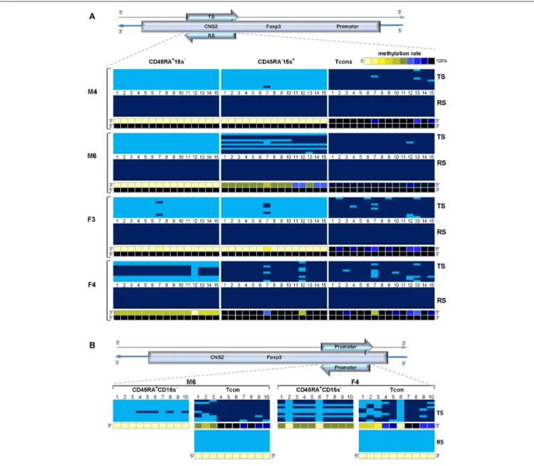 FIGURE 8 | Strand-specific methylation bias within the FOXP3 TSDR and promoter regions