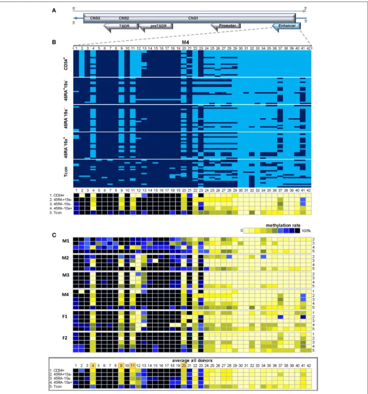 FIGURE 4 | Methylation pattern of FOXP3 enhancer. CpGs 4, 9, 11, 20, and 24–28 within FOXP3 enhancer are more demethylated in CD34 + cells and Treg subtypes as compared to Tcon