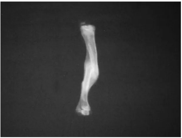 Figure 2 – Representative radiographs of isolated tibia four weeks after the fracture