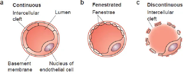 Figure 1 - Capillary wall morphology. (a) Continuous capillaries have no openings in their wall and  are  lined  continuously  with  the  EC  body
