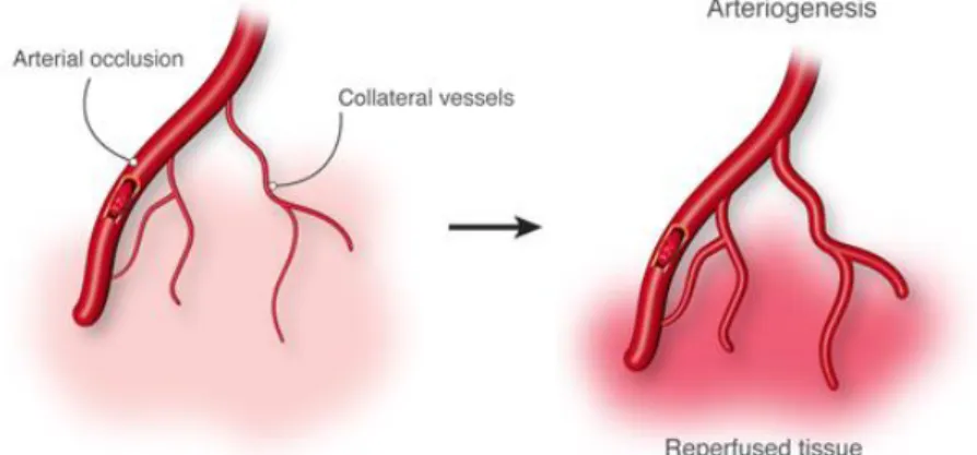 Figure 4 - Arteriogenesis. Arterial occlusion induces a pressure gradient followed by a redistribution  of perfusion, an increase in collateral flow and a subsequent outgrowth of the collateral arteriole