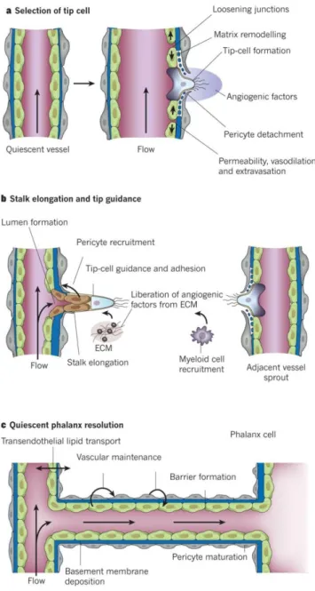 Figure 5 - Angiogenesis. (a) After stimulation with angiogenic factors, the quiescent vessel dilates  and an EC tip cell is selected to ensure branch formation