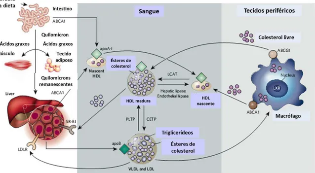 Figura  1.  Metabolismo  das  lipoproteínas.  O  metabolismo  das  lipoproteínas  envolve  o 