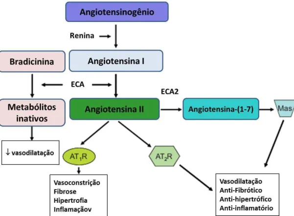 Figura 5. O sistema renina-angiotensina clássico. A renina derivada dos rins é secretada na 