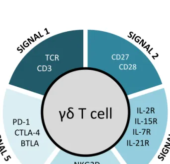 Figure  2:  Five  layers  of  cell  membrane  receptors  involved  in  differentiation,  activation and functions of γδ T cells 