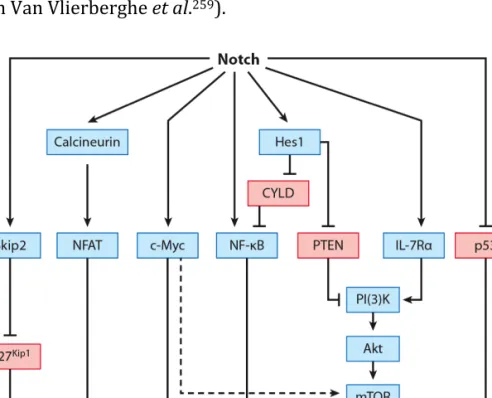 Figure  3:  Downstream  signaling  pathways  and  molecules  initiated  in  Notch- Notch-mediated acute T cell lymphoblastic leukemia (T-ALL)