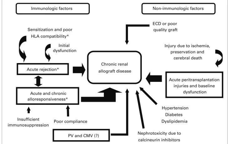 Figure  1.  Pathogenesis  of  chronic  renal  allograft  disease  (CRAD).  Immunologic  and  non-immunologic  factors  contribute  to  the  development  of  CRAD