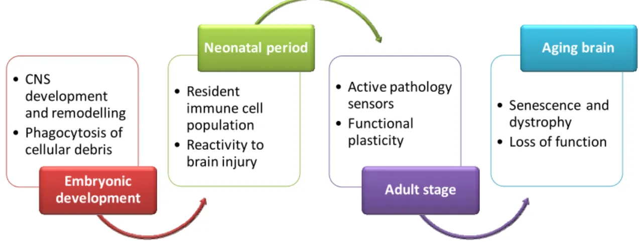 Fig. I.3.  Microglia along brain development. Summary of the role of microglia in  different brain development stages, from embryonic period to the aging brain