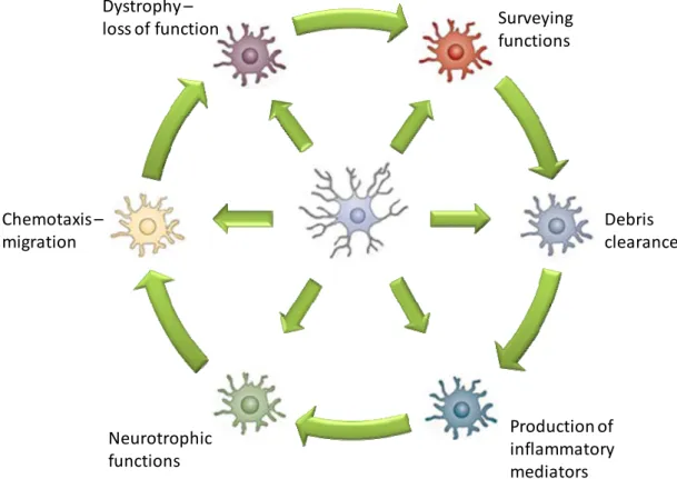 Fig. I.4.  Functional activation states of microglia. Resident microglia can become  activated to adopt one of many diverse phenotypes depending on several circumstantial  variables and these reactive phenotypes may be alternated along disease progression