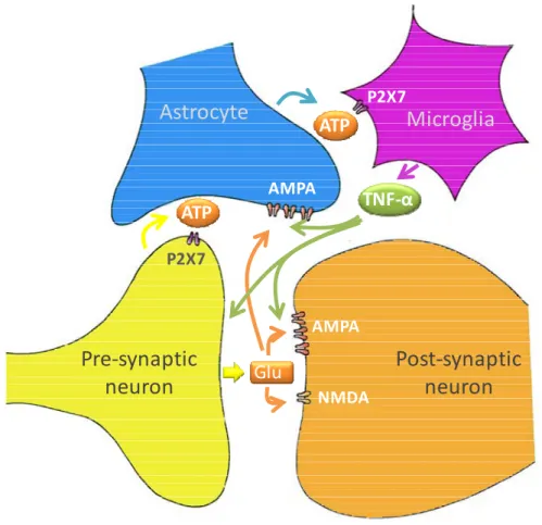 Fig. I.5.  Microglia are vital members of the “quadpartite synapse”, which also  includes synaptic and post-synaptic neurons, and astrocytes