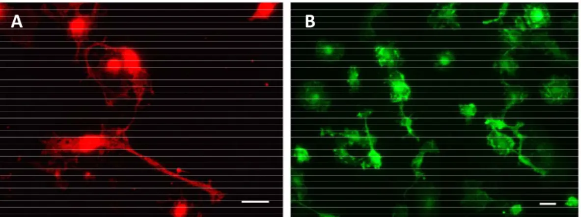 Fig. I.7. Surface markers used for microglial labelling. Rat primary cortical microglia  are labelled with ionized calcium-binding adaptor molecule 1 (Iba1) (A) or with orexin  (OX) 42, an antibody raised against rat complement receptor 3 (B)