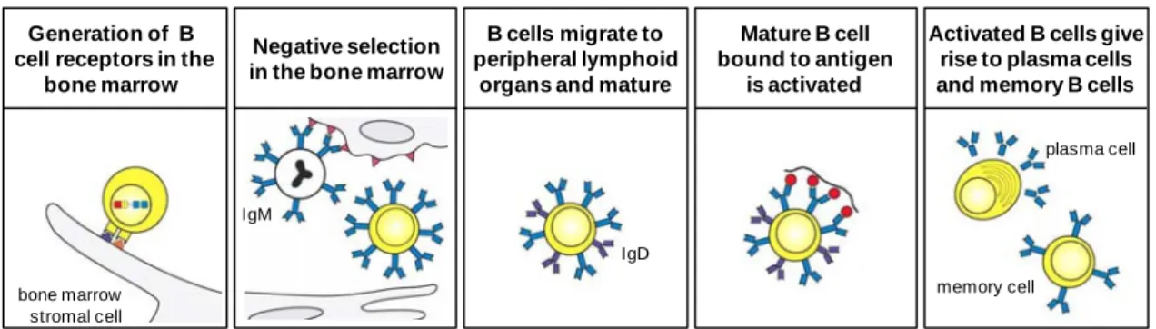 Figure 1.2.  The B cell life history. B cells are generated in the bone marrow from a lymphoid  progenitor