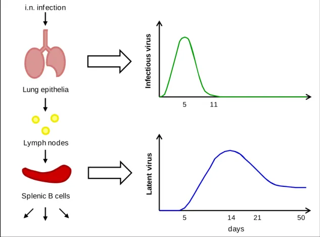 Figure 1.4.  Model of MuHV-4 infection. After intranasal infection (i.n.) of inbred mice, MuHV-4  establishes a productive infection in the respiratory tract that peaks at around day 5 and is cleared to  undetectable levels by 10-12 days post infection (pi