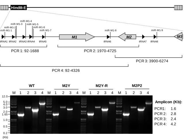 Figure 2.1.  Characterization of the recombinant viruses used in this study. Point mutations were  introduced in M2, resulting in specific amino acid (aa) alterations in the expressed protein