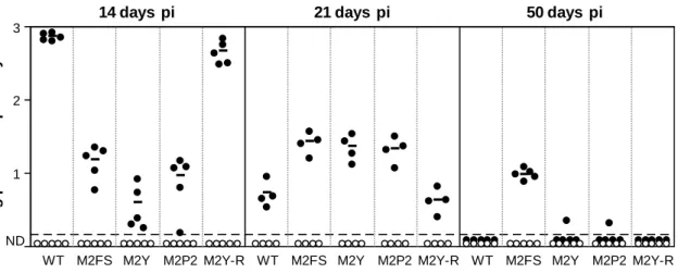 Figure 2.4.  Activation of Vav proteins by M2 is necessary for the establishment of normal levels of  latency in the spleen