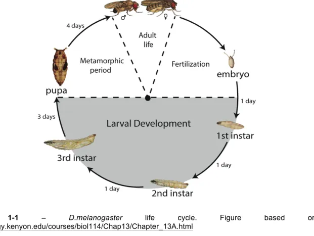 Figure  1-1  –  D.melanogaster  life  cycle.  Figure  based  on 