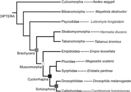 Figure  1-6  –  Phylogeny  of  some  dipteran  taxa.  H.  illucens,  from  the  Stratiomorpha  order  is  a  basal  species to D