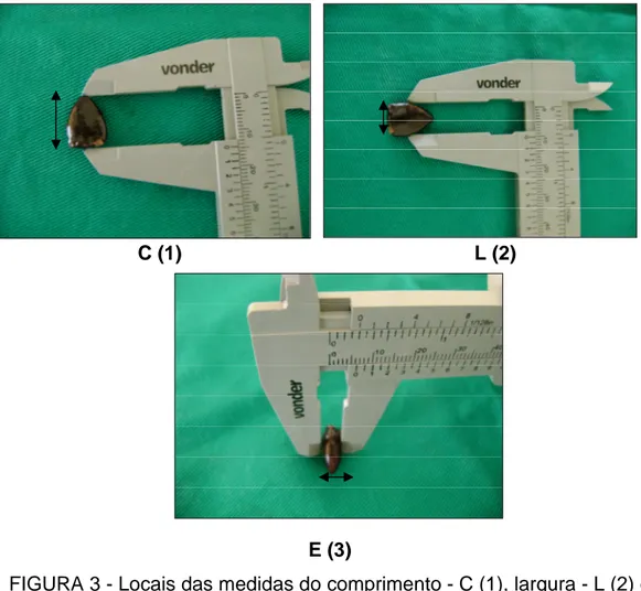 FIGURA 3 - Locais das medidas do comprimento - C (1), largura - L (2) e  espessura - E (3) do polo inferior do baço de ratos, com o auxílio de um 