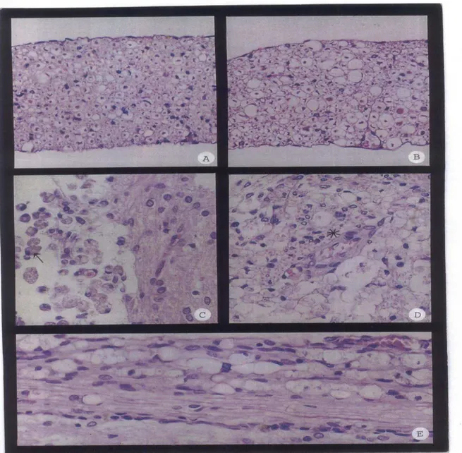 Figura 7 - A e B - Fotomicrografias de raízes nervosas ventrais em cortes transversais corados por H- H-E,  100x