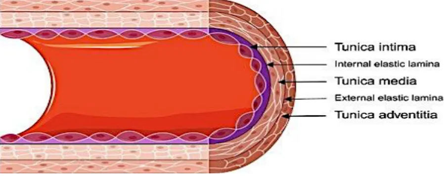 Fig. 1.  Estrutura anatómica de uma artéria seccionada  (Bethan., 2017) 
