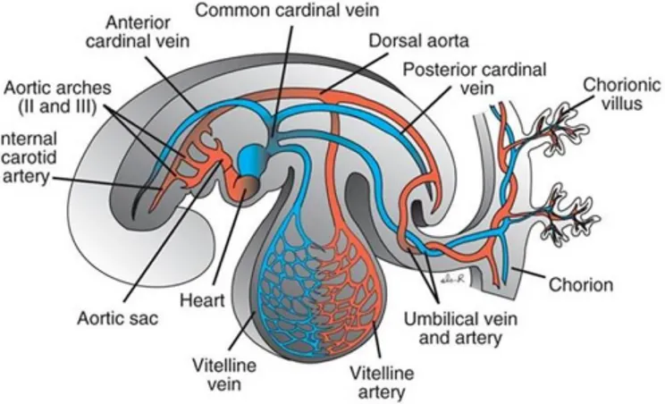 Fig. 2.  Formação artérias vitelina e umbilical (Sadler, 2009) 