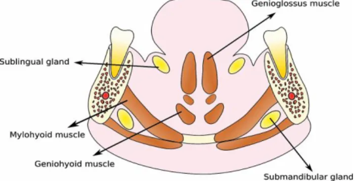 Fig.  14.  Estruturas anatômicas do espaço sublingual no plano coronal. (Balaguer et al., 2016)