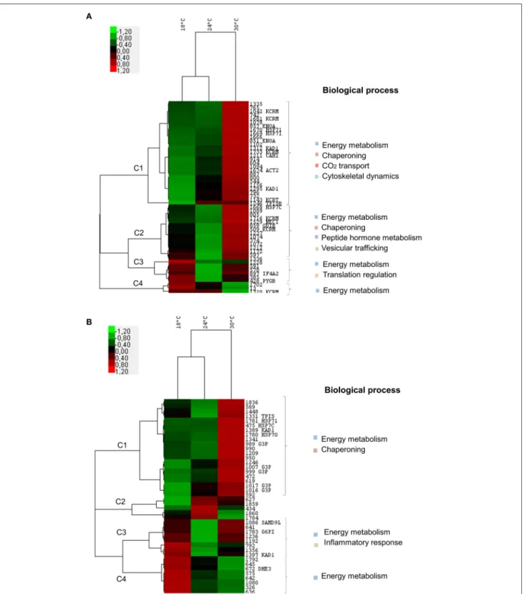 FIGURE 3 | Two-way hierarchical clustering analysis and functional categorization of proteome data from Sparus aurata juveniles subjected to 18, 24, and 30 ◦ C