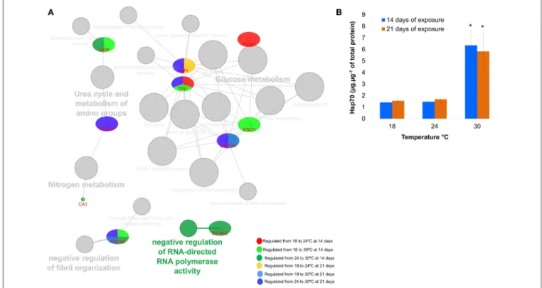 FIGURE 5 | (A) Protein network analysis carried out using ClueGo+CluePedia 2.1.7 plugin to depict interactions between the differentially expressed proteins