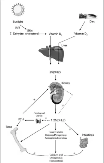 Figure 1. Sources and metabolism of vitamin D. UVB: Ultraviolet  B; Vitamin D 3 : cholecalciferol; Vitamin D 2 : Ercalciferol; 25(OH)D: 25  hidroxyvitamin D; 1.25(OH) 2 D: 1.25 dihydroxyvitamin D (calcitriol); 