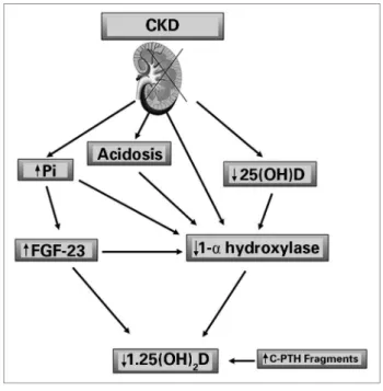 Figure 2. The mechanism contributing to the progressive decrease in  the levels of 1.25 - dihydroxyvitamin D (calcitriol).