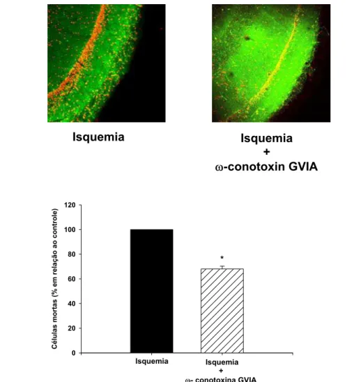 Figura 5: Efeito da  ω-conotoxina GVIA no processo de isquemia cerebral. (A) Imagens  representativas das fatias de hipocampo após isquemia sem toxina e após isquemia com  toxina